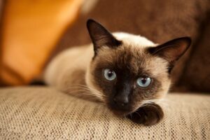 A Siamese cat resting its head on its paw