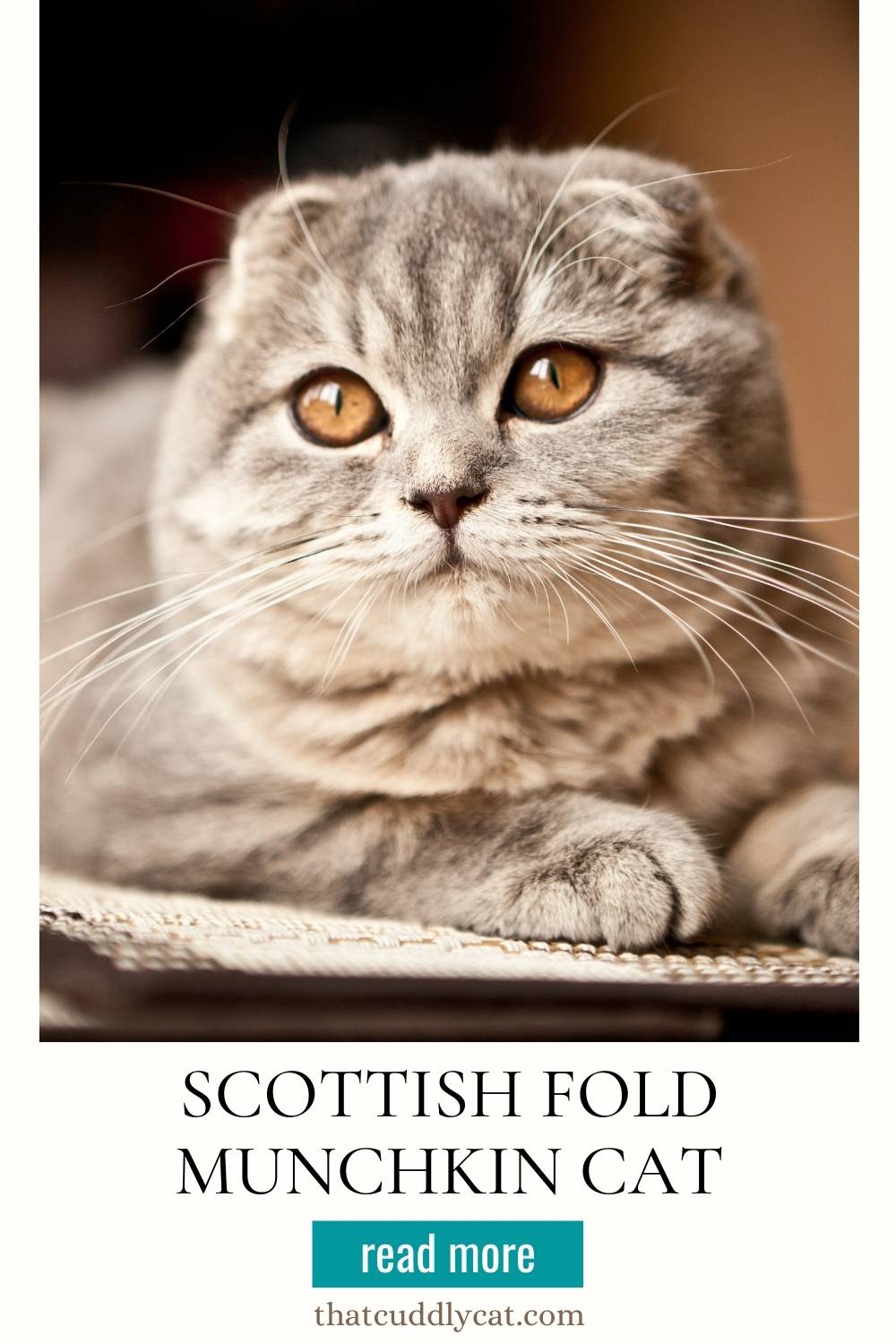 Scottish Fold Munchkin Cat