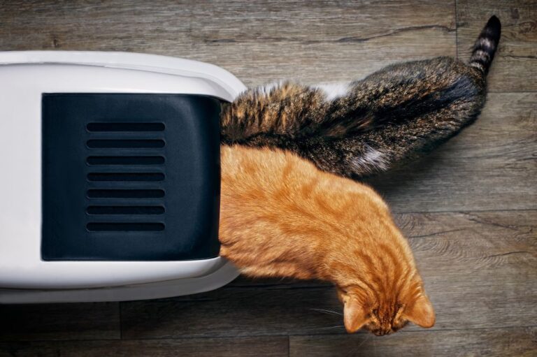 Can Two Cats Share A Litter Box? That Cuddly Cat