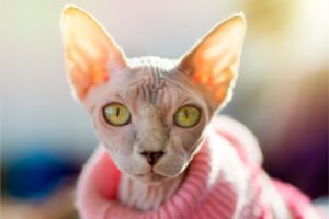 7 Things You Didn’t Know About The Sphynx Cat