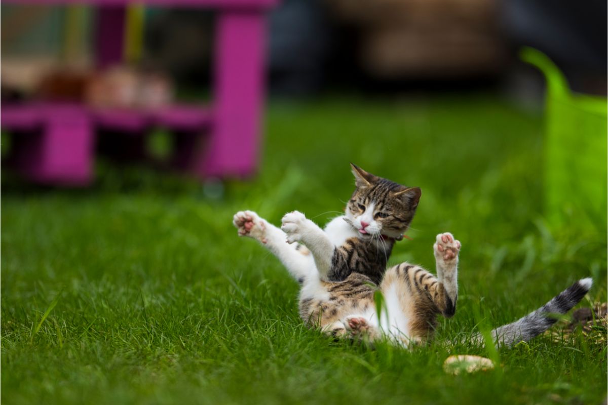 Cat Diets How To Help Your Kitty Stay Fit And Trim (1)