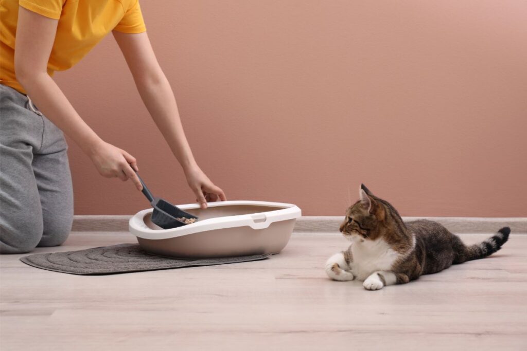 How To Keep Cat Litter Off The Floor That Cuddly Cat
