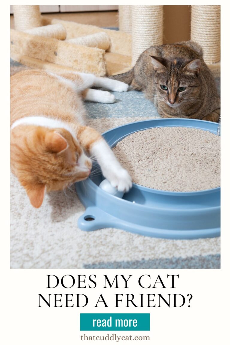 Does My Cat Need A Friend? That Cuddly Cat