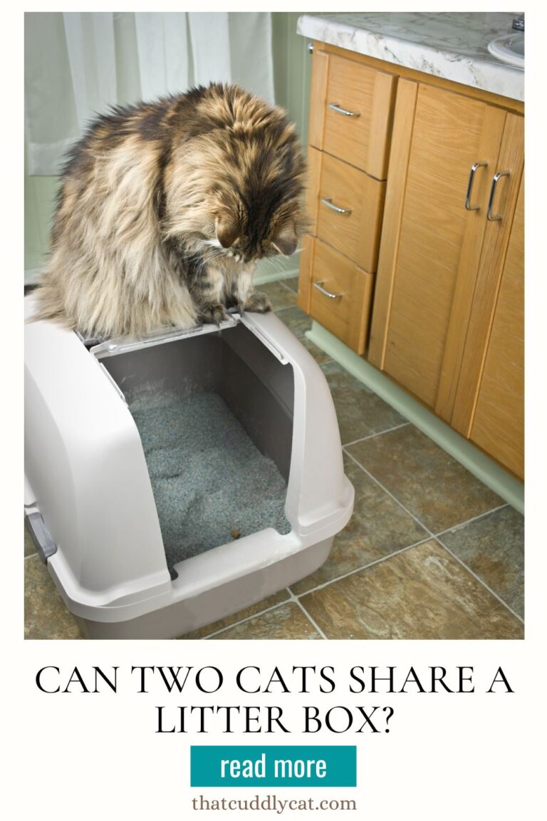 Can Two Cats Share A Litter Box? That Cuddly Cat
