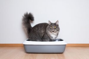 A cat standing in a litter box