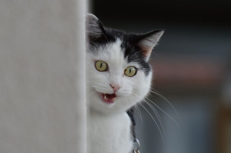 Does My Cat Need A Friend? That Cuddly Cat