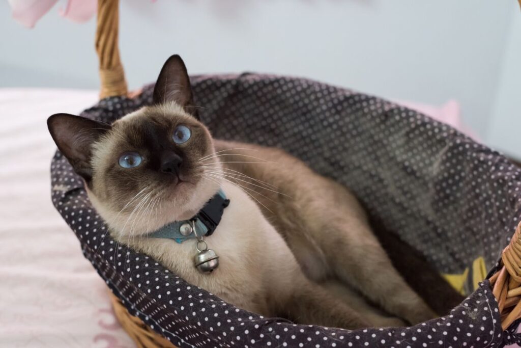 A Siamese cat laying in a cat bed